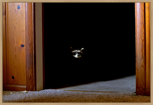 Main image Cabin Raccoon